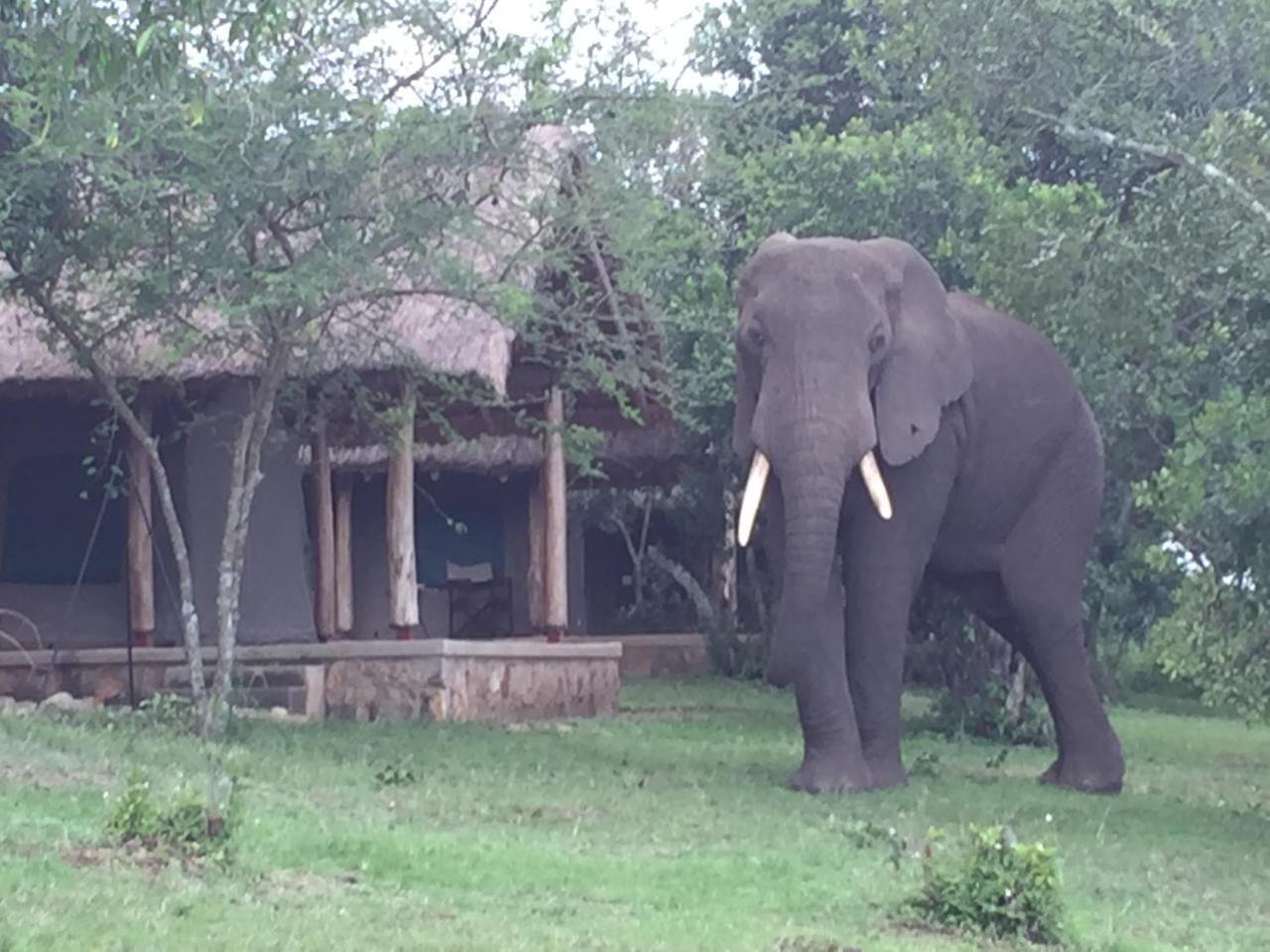 Queen Elizabeth Bush Lodge By Nature Lodges Ltd Katunguru Kültér fotó